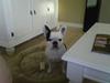 Fransk bulldog Chico