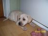Labrador retriever Mollie