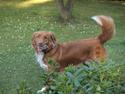 Nova scotia duck tolling retriever Sweet Fearless R.I.P.