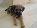 Border terrier .- Zoë -.  { Min'Ged ! :D