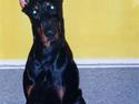 Dobermann *Gennings Kaiser*