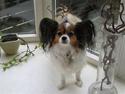 Papillon Bria