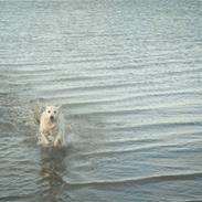 Golden retriever Zeus