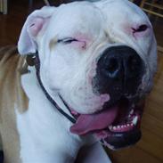 Amerikansk bulldog Frigga