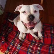 Amerikansk bulldog Frigga