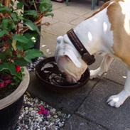 Amerikansk bulldog Frigga