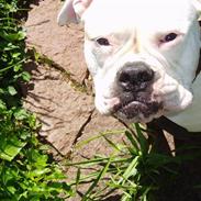 Amerikansk bulldog Frigga