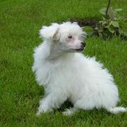 Chinese crested powder puff Miabella