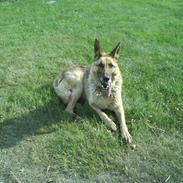 Schæferhund Paw døde den 30. juli. 