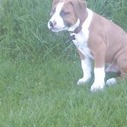 Amerikansk staffordshire terrier Proud of Chucky