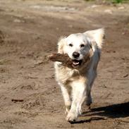 Golden retriever ina. SOLGT.