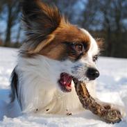Papillon Bølle