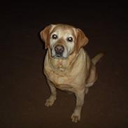 Labrador retriever Freja