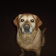 Labrador retriever Freja