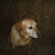 Labrador retriever Freja
