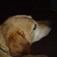 Labrador retriever Freja