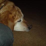 Labrador retriever Freja