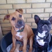 Amerikansk staffordshire terrier Terkel R.I.P