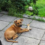 Amerikansk staffordshire terrier Terkel R.I.P