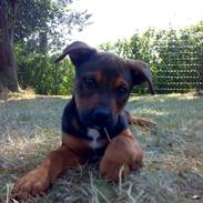 Blanding af racer Amstaff/Rotte - Specki*