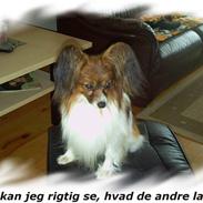 Papillon Gallinas Wild Bear (Niki)