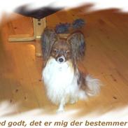 Papillon Gallinas Wild Bear (Niki)