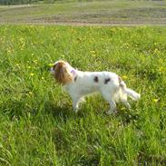 Cavalier king charles spaniel Fluffy