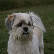 Lhasa apso Walder