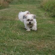 Lhasa apso Walder
