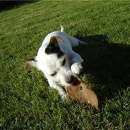 Jack russell terrier Mischa.