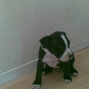 Amerikansk staffordshire terrier Bastian <3