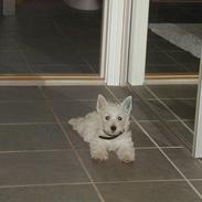 West highland white terrier Kenzo