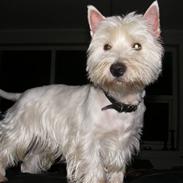 West highland white terrier Kenzo