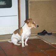 Jack russell terrier Resi von Red Bull