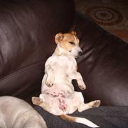 Jack russell terrier Resi von Red Bull