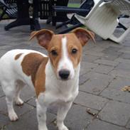Jack russell terrier Resi von Red Bull
