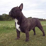 Fransk bulldog Diesel