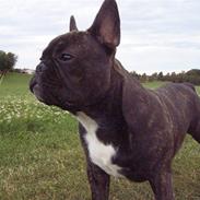 Fransk bulldog Diesel