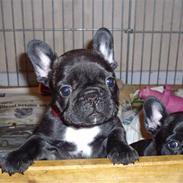 Fransk bulldog BlanceNoir'sEllieElegante