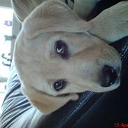 Labrador retriever Bella