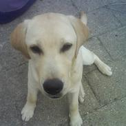 Labrador retriever Bella