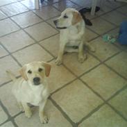 Labrador retriever Bella