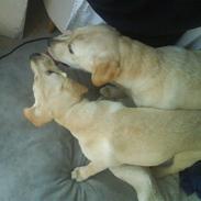 Labrador retriever Bella