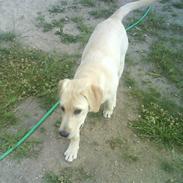 Labrador retriever Bella