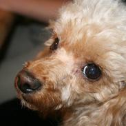 Toypuddel Golden Ally