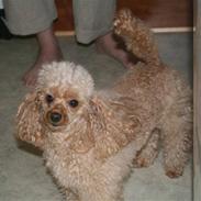 Toypuddel Golden Ally