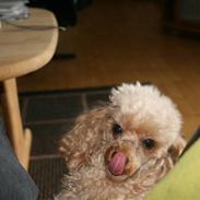 Toypuddel Golden Ally