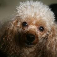 Toypuddel Golden Ally