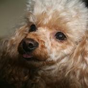 Toypuddel Golden Ally