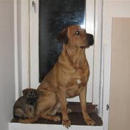 Blanding af racer bastian 